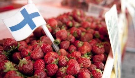 Berry picking în Finlanda de muncă sezoniere în țară în 2017