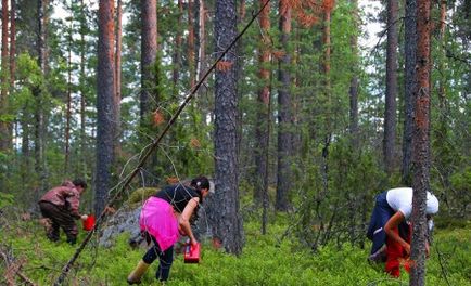 Berry picking în Finlanda de muncă sezoniere în țară în 2017