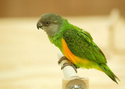 сенегальський папуга