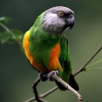 szenegáli papagáj