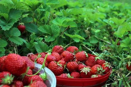 Idénymunka szedés eper Finnország honlapján foglalkoztatás, az oktatás és a külföldön élő