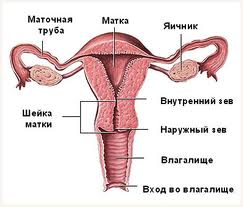 Cervixul uterului