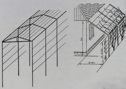 Шпалера для винограду своїми руками