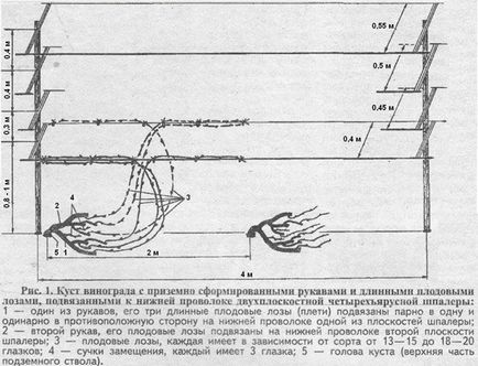 Шпалера для винограду своїми руками