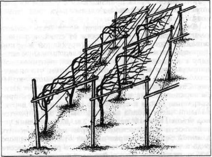 Шпалера для винограду своїми руками