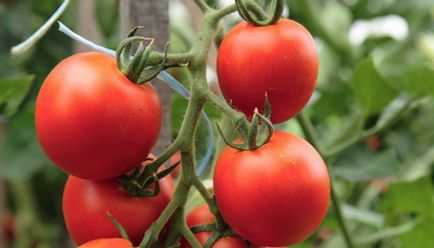 Marcaje de tomate cu descriere și o fotografie pentru sere