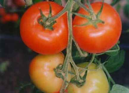 Стам сортове домати с описание и снимка за оранжерии