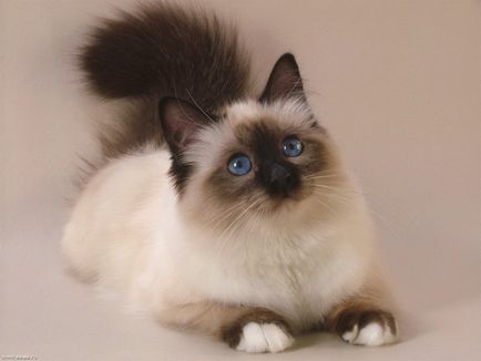 Descrierea pisicilor siameziene, intretinerea si ingrijirea siamezilor