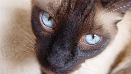 Сіамська кішка - опис породи, утримання і догляд сиам