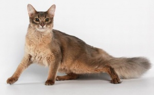 Сіамська кішка - опис породи, утримання і догляд сиам