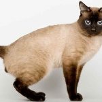 Siamese pisici fotografie, natura, prețul, descrierea rasei, recenzii, îngrijire și hrănire și răspunsuri frecvent