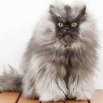 Sziámi macska fotó, betű, ár, fajta leírás, áttekintésre, gondozás és etetés, és válaszok a gyakran