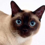 Siamese pisici fotografie, natura, prețul, descrierea rasei, recenzii, îngrijire și hrănire și răspunsuri frecvent