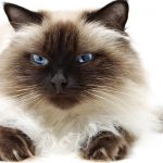 Сіамські кішки фото, характер, ціна, опис породи, відгуки, догляд і годування та відповіді на часто