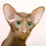 Sziámi macska fotó, betű, ár, fajta leírás, áttekintésre, gondozás és etetés, és válaszok a gyakran