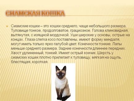 Siamese pisici fotografie, natura, prețul, descrierea rasei, recenzii, îngrijire și hrănire și răspunsuri frecvent