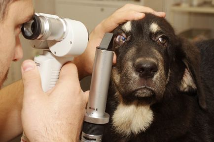 Simptomele bolilor oculare la câini