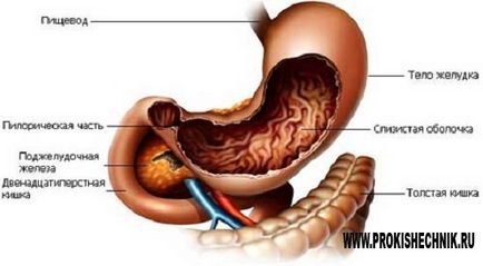 În ce scop sunt uzi ale cavității abdominale - despre intestin - tratamentul bolilor gastrointestinale