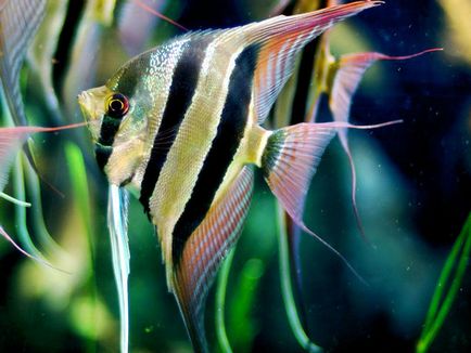 Angelfish особено внимание и поддръжка, хранене и отглеждане