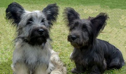 Skye Terrier