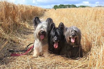 Sky Terrier fotografie, descrierea rasei și prețul catelului