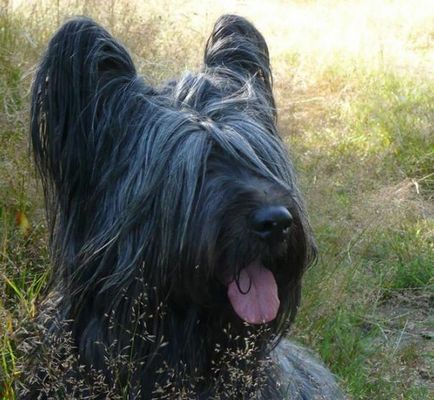 Fotografia Skyterrier, descrierea rasei, natura câinelui, sănătatea