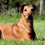 Fotografia Skyterrier, descrierea rasei, natura câinelui, sănătatea