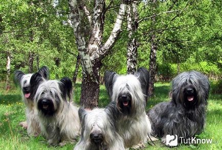 Skye terrier descrierea rasei, prețul căței