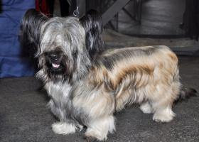 Skye terrier descrierea rasei, prețul căței