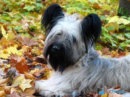 Skye terrier fajta leírását, árát kölykök