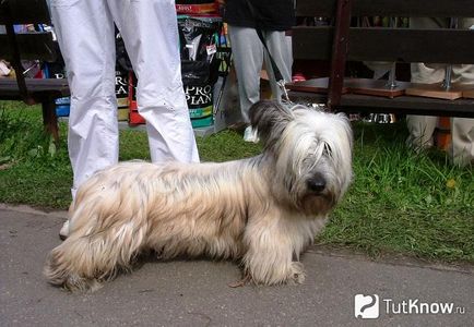 Skye terrier descrierea rasei, prețul căței