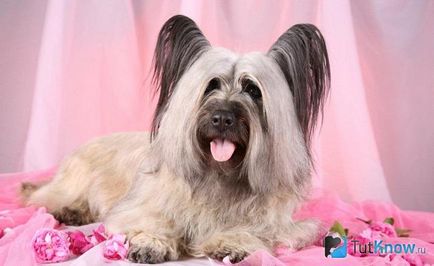 Skye terrier descrierea rasei, prețul căței