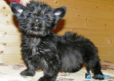 Skye terrier descrierea rasei, prețul căței