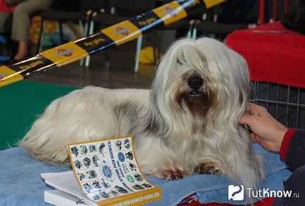 Skye terrier descrierea rasei, prețul căței