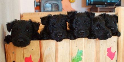 Scotter terrier - o descriere a rasei cu o fotografie, natura câinelui și caracteristicile îngrijirii pentru pui