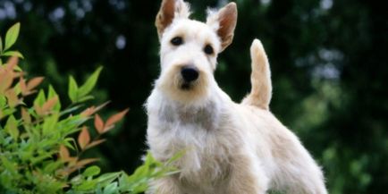 Scotter terrier - o descriere a rasei cu o fotografie, natura câinelui și caracteristicile îngrijirii pentru pui