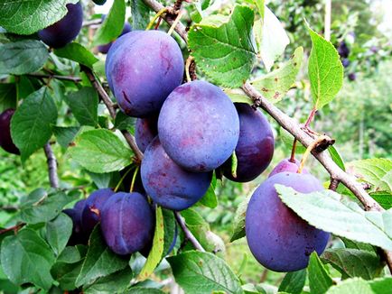 Prune - proprietăți utile și descrieri contraindicaționale, vitamine și conținutul caloric al prunelor