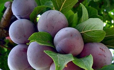 Plum - hasznos tulajdonságok és ellenjavallatok leírás, vitaminok és kalória szilva