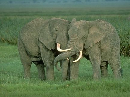 Слони фото і опис тварини