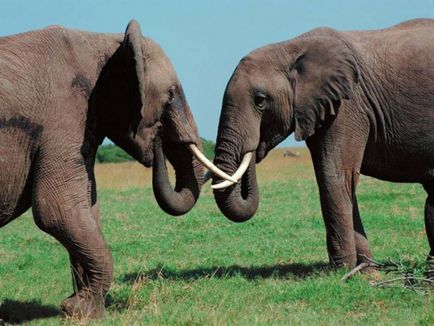 Elefanții fotografie și descrierea animalului