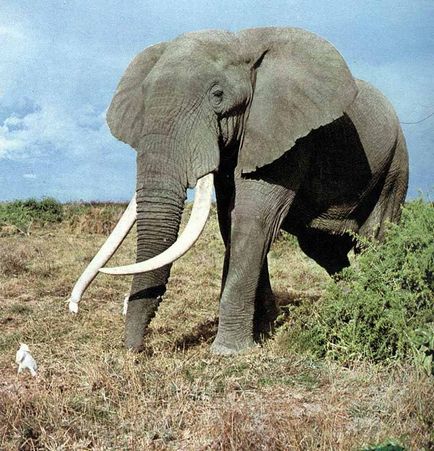 Elefanții fotografie și descrierea animalului