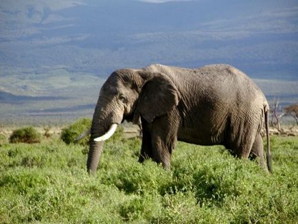 Слони фото і опис тварини