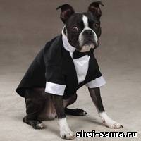 Tuxedo kutyák - Kutya - pet varrni - szól varrás