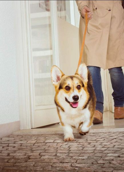 Собака якої породи вам потрібна 9 питань - перш ніж купити цуценя