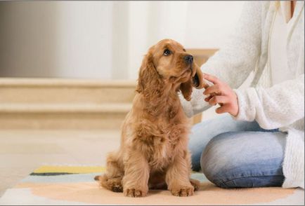 Câine de ce rasă aveți nevoie 9 întrebări - înainte de a cumpăra un catelus