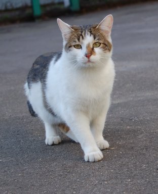 Câini și pisici în mâini bune