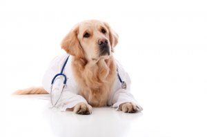 Câini în medicina populară