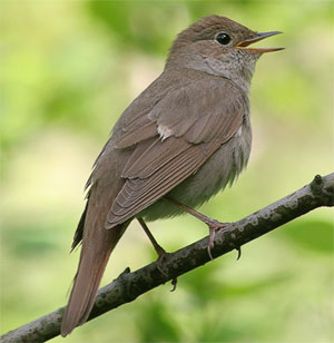 Nightingale obișnuit