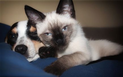 Coabitare de pisici și câini