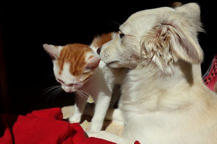 Coabitare de pisici și câini
